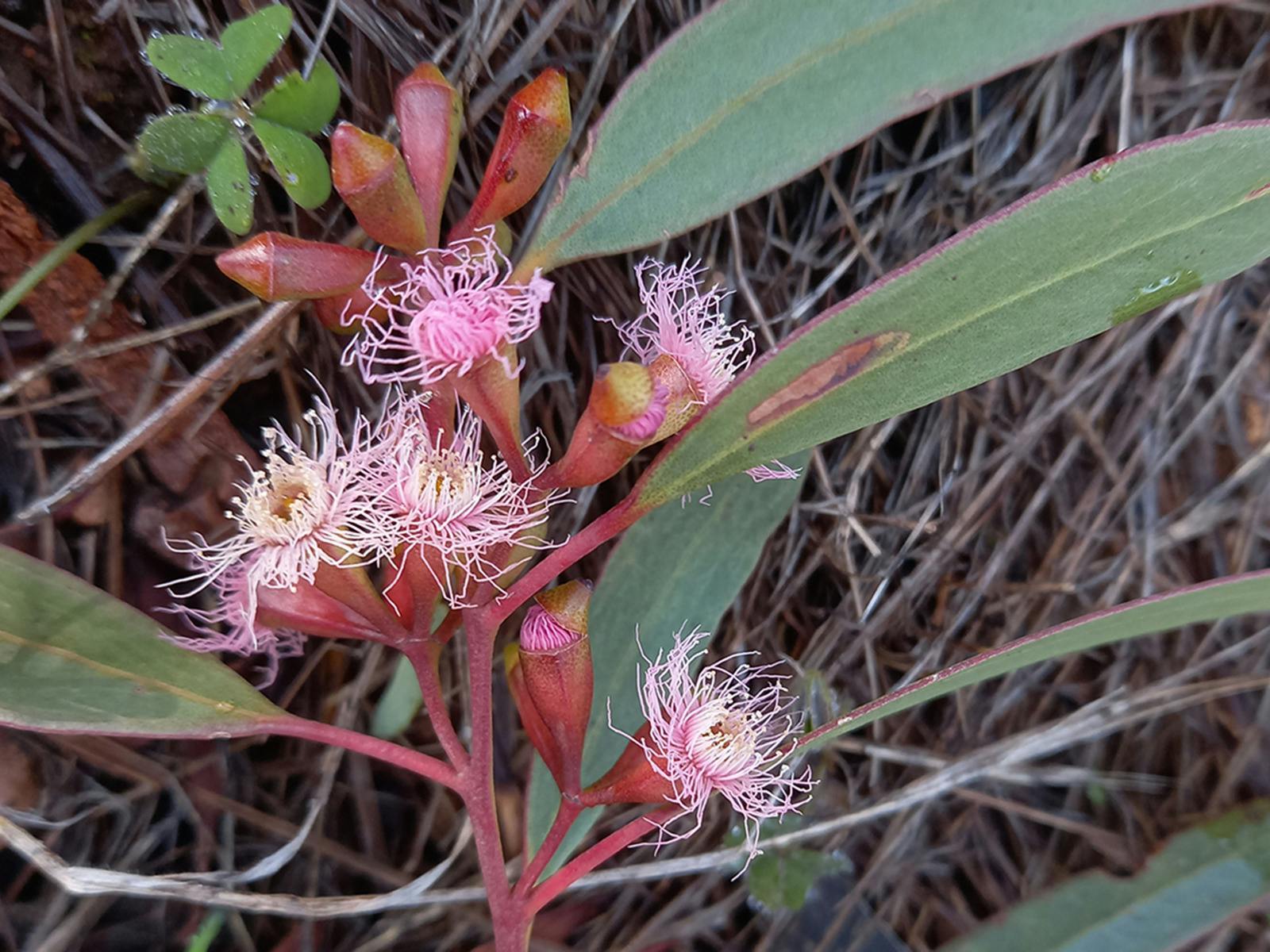 Eucalyptus calycogona ssp calycogona