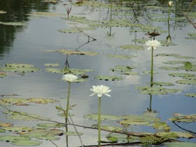 Water lilies.