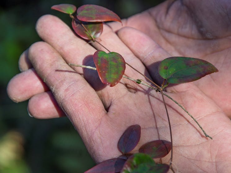 Leaves