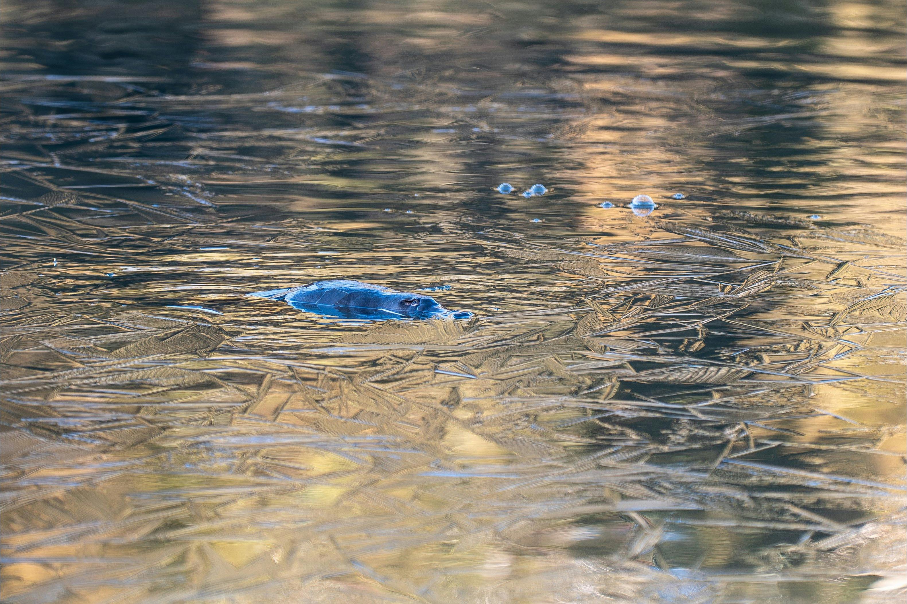 A platypus floating in the water
