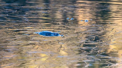 A platypus floating in the water