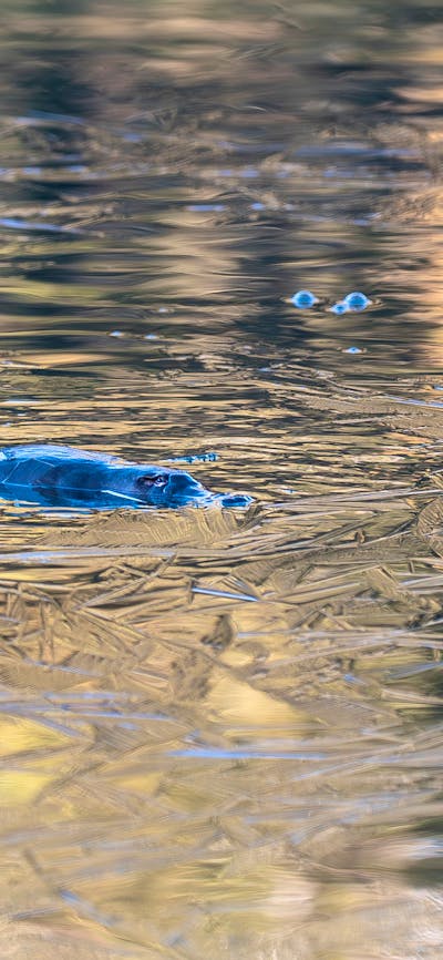 A platypus floating in the water