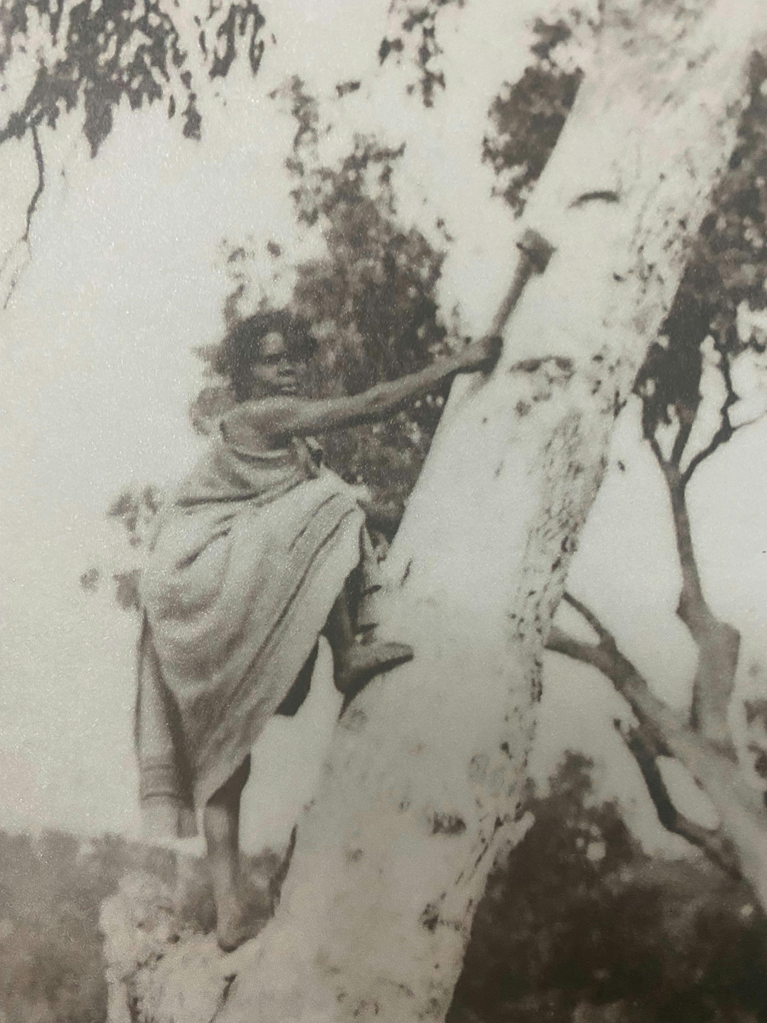 An indigenous women climbing a possum tree.