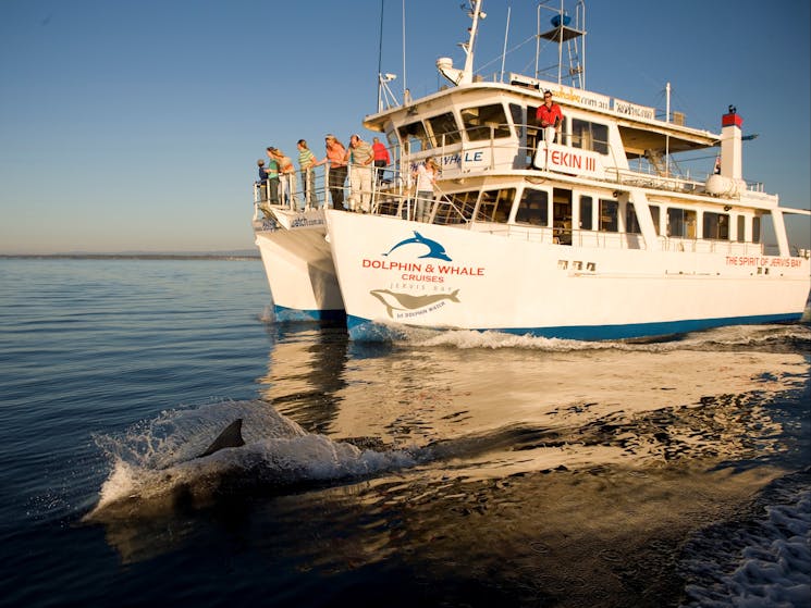 Dolphin watching cruise at Jervis Bay