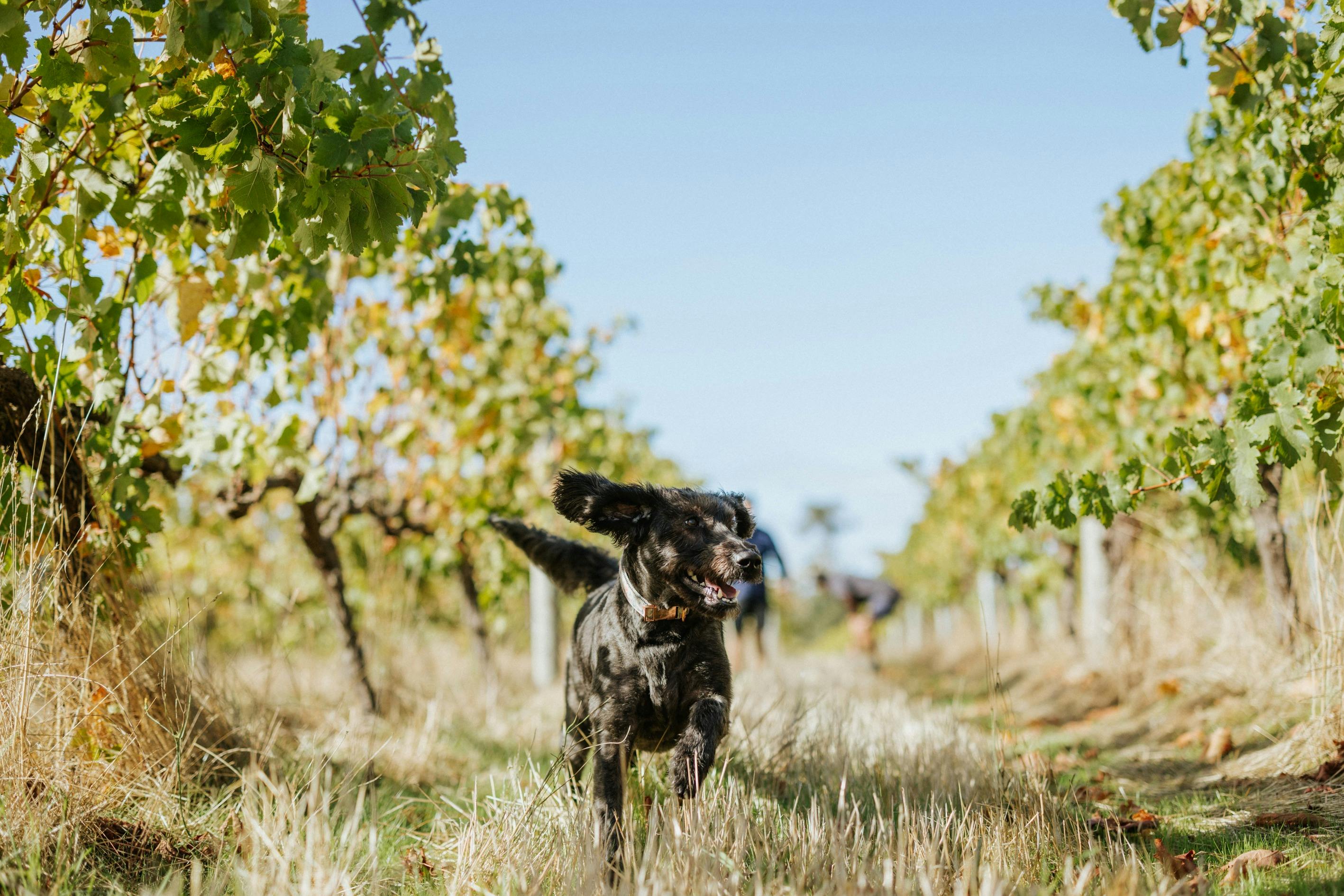 Dogs are welcome at Juniper