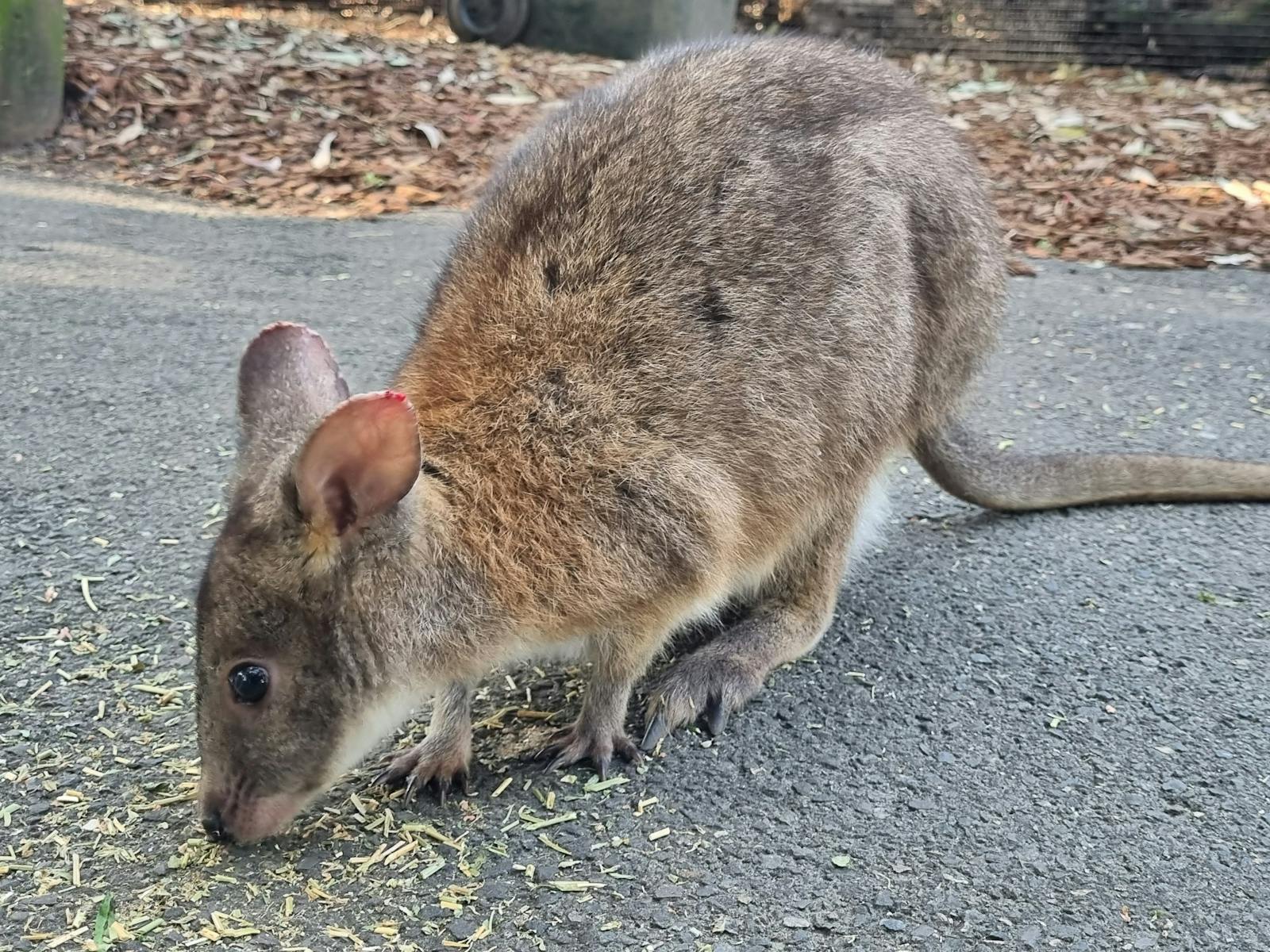 Blue Mountains day tours Sydney