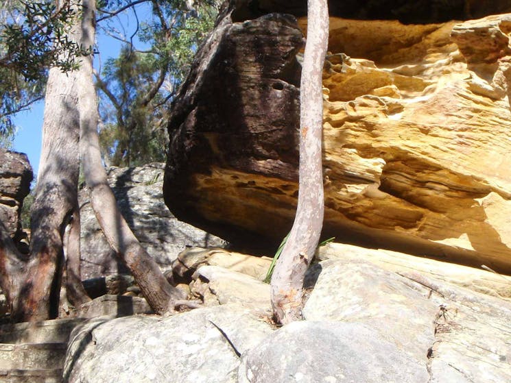 Gibberagong track, Ku-ring-gai Chase National Park. Photo: Andy Richards/NSW Government