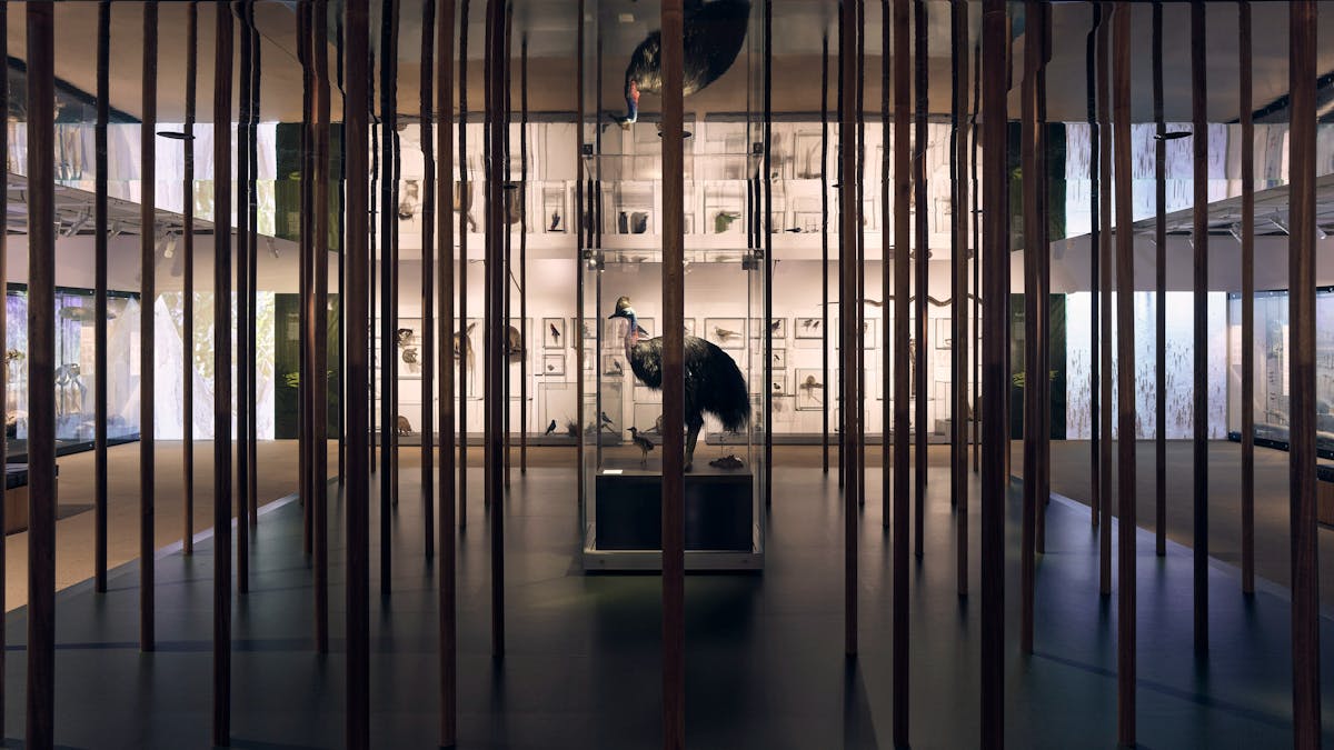 Wild State at Queensland Museum Kurilpa
