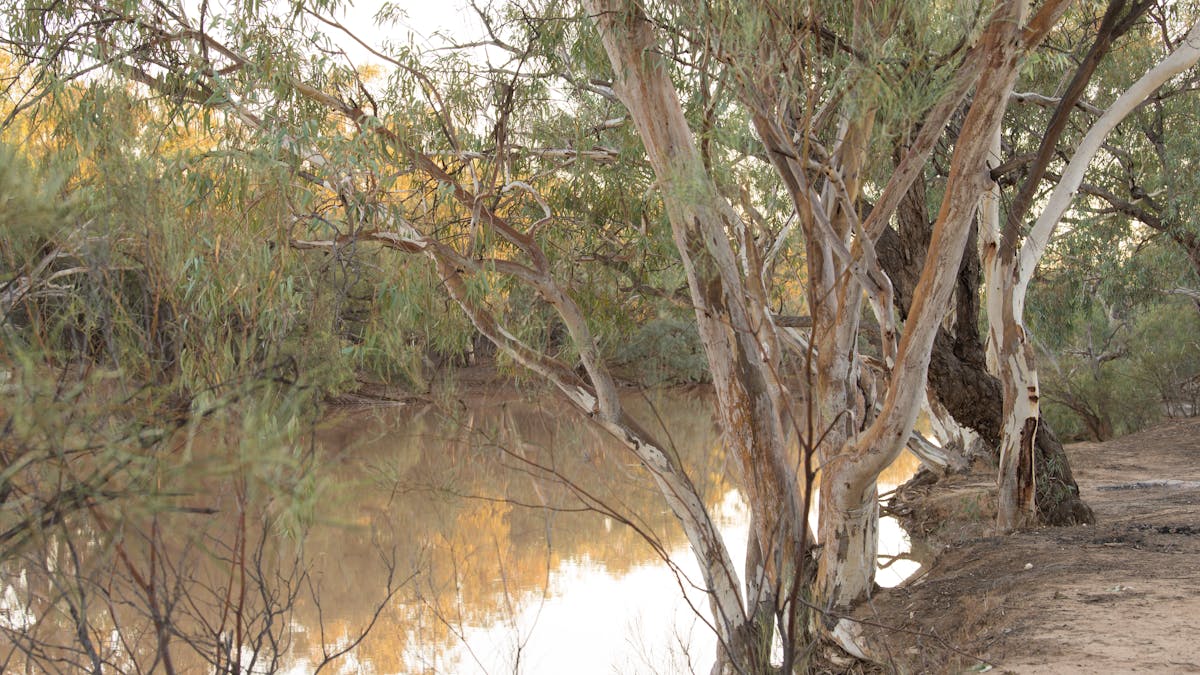 Paroo River Banks