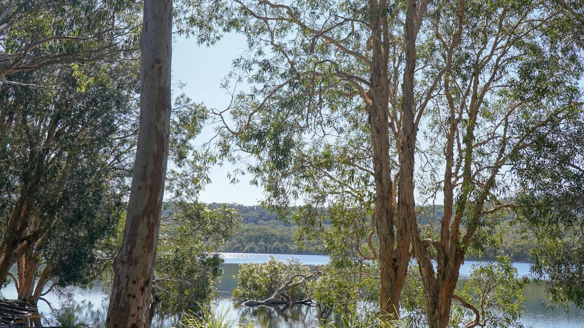 Brown Lake Bummiera seen through melaleuca trees, Minjerribah North Stradbroke Island QLD.