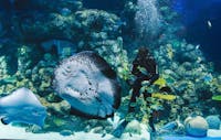 cairns aquarium