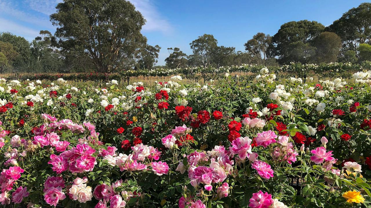 Rose Field