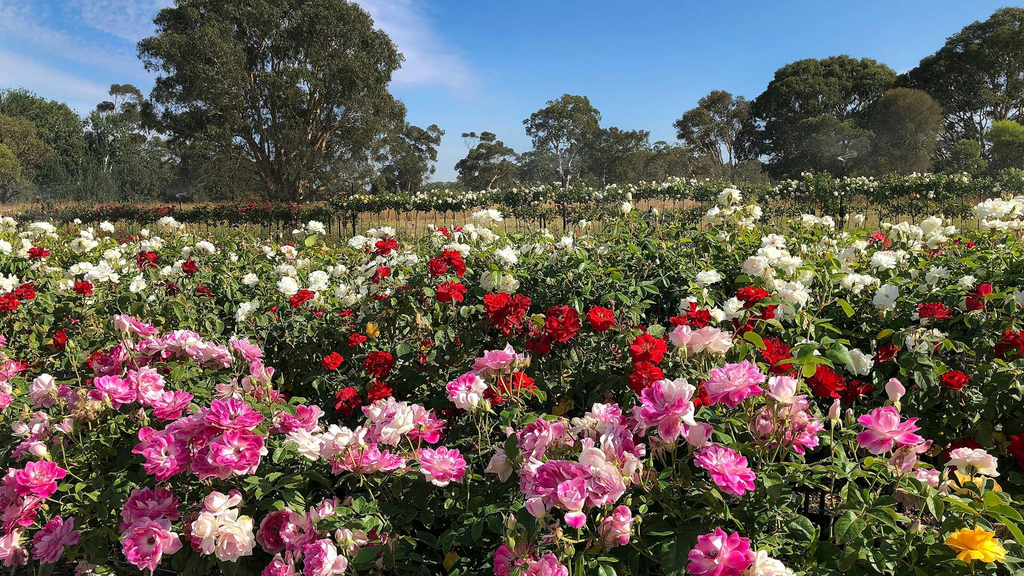Wagner's Roses Wagner's Rose Nursery - Limestone Coast