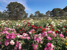 Rose Field