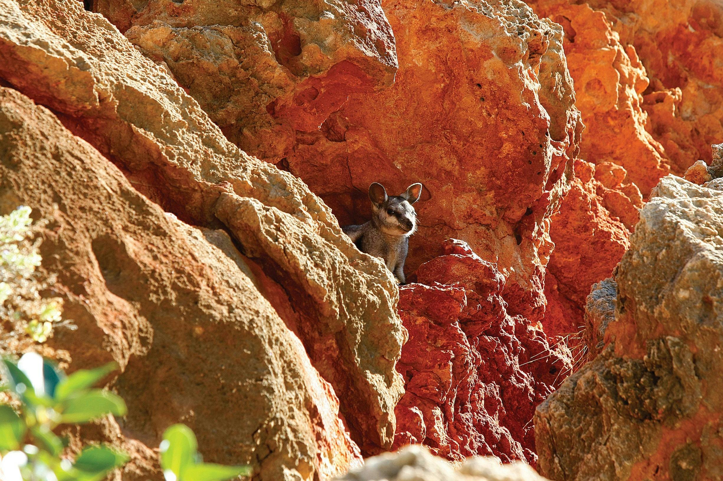 Coral Coast Wildlife, Cape Range National Park, Western Australia