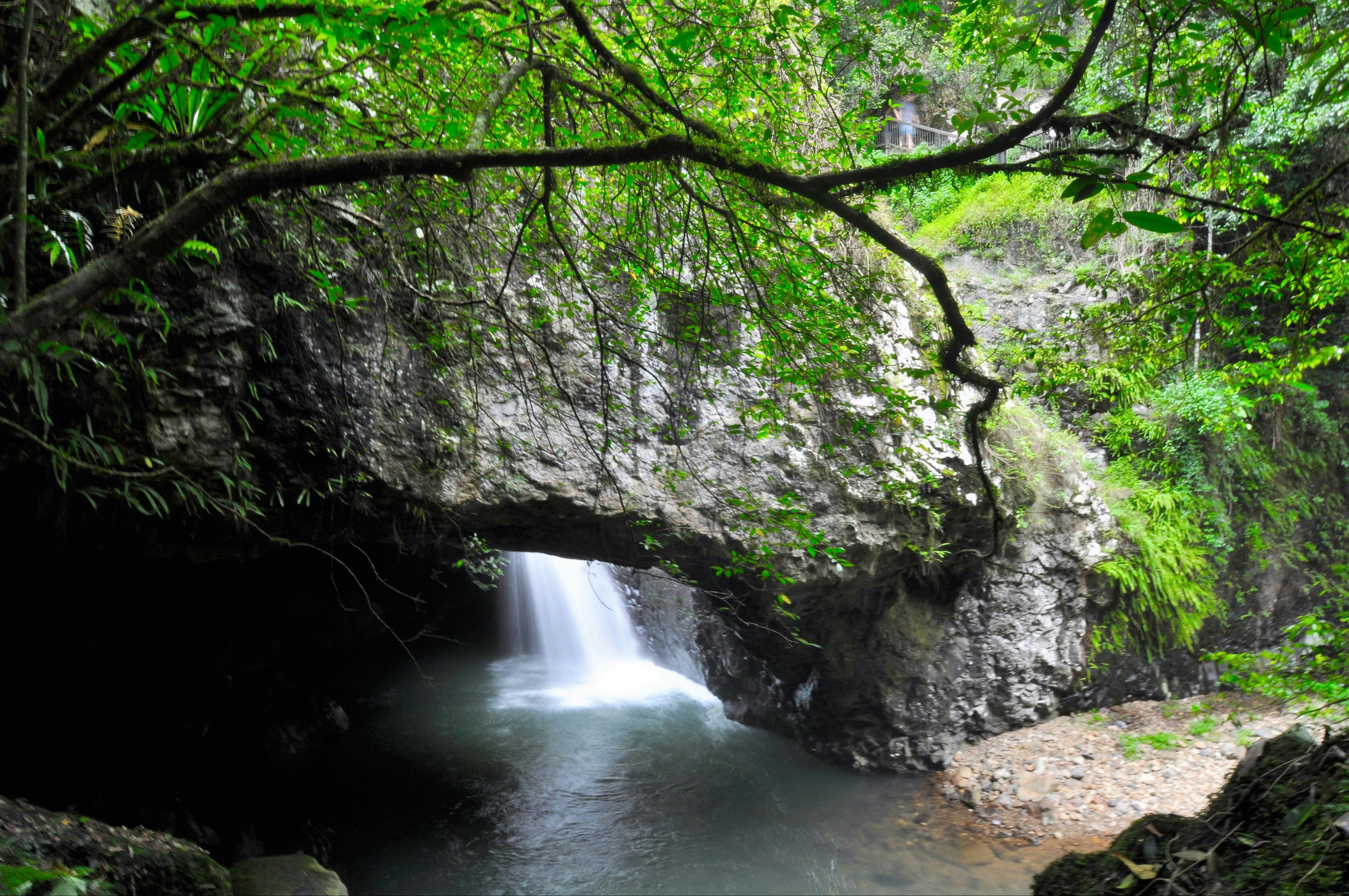 UNESCO Springbrook NP, Waterfalls & Natural Bridge Tour