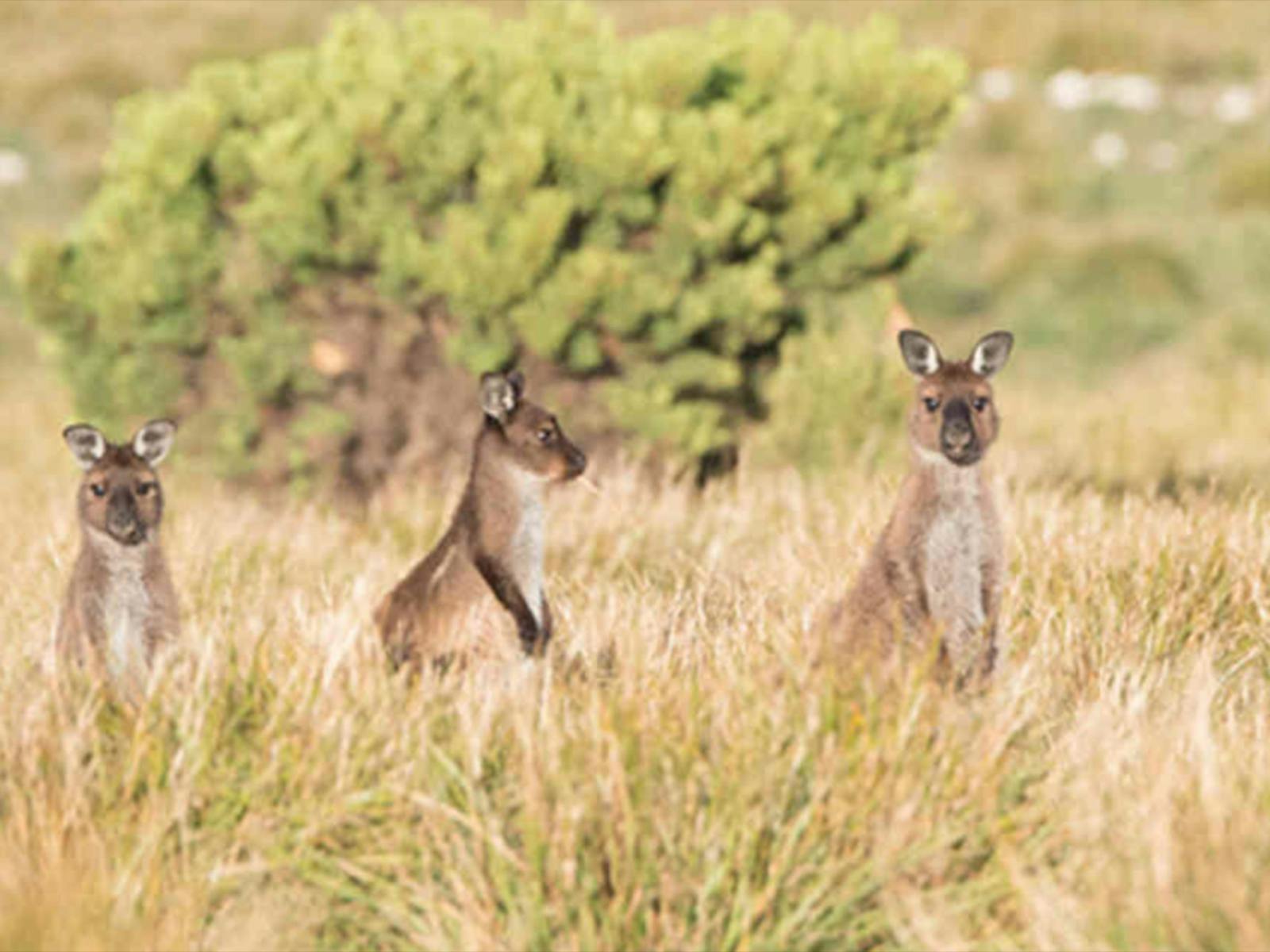 Kangaroo Island Wildlife Discovery