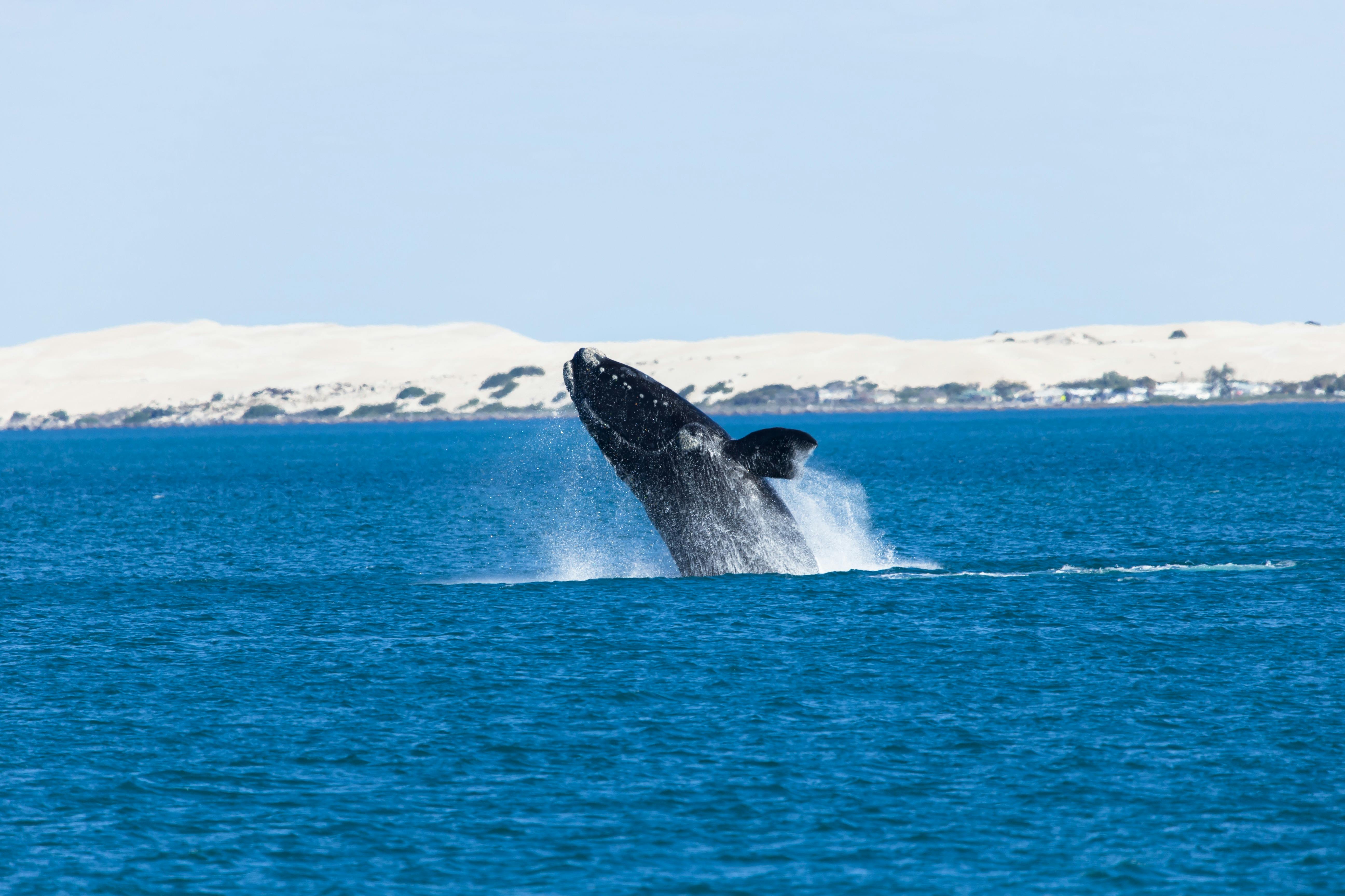 3 Days West Coast Whale Watching Tour