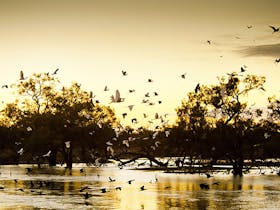 Kinchega Homestead Billabong Walk