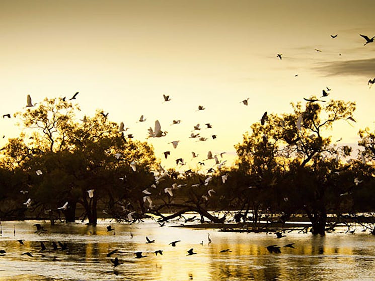 Kinchega Homestead Billabong Walk