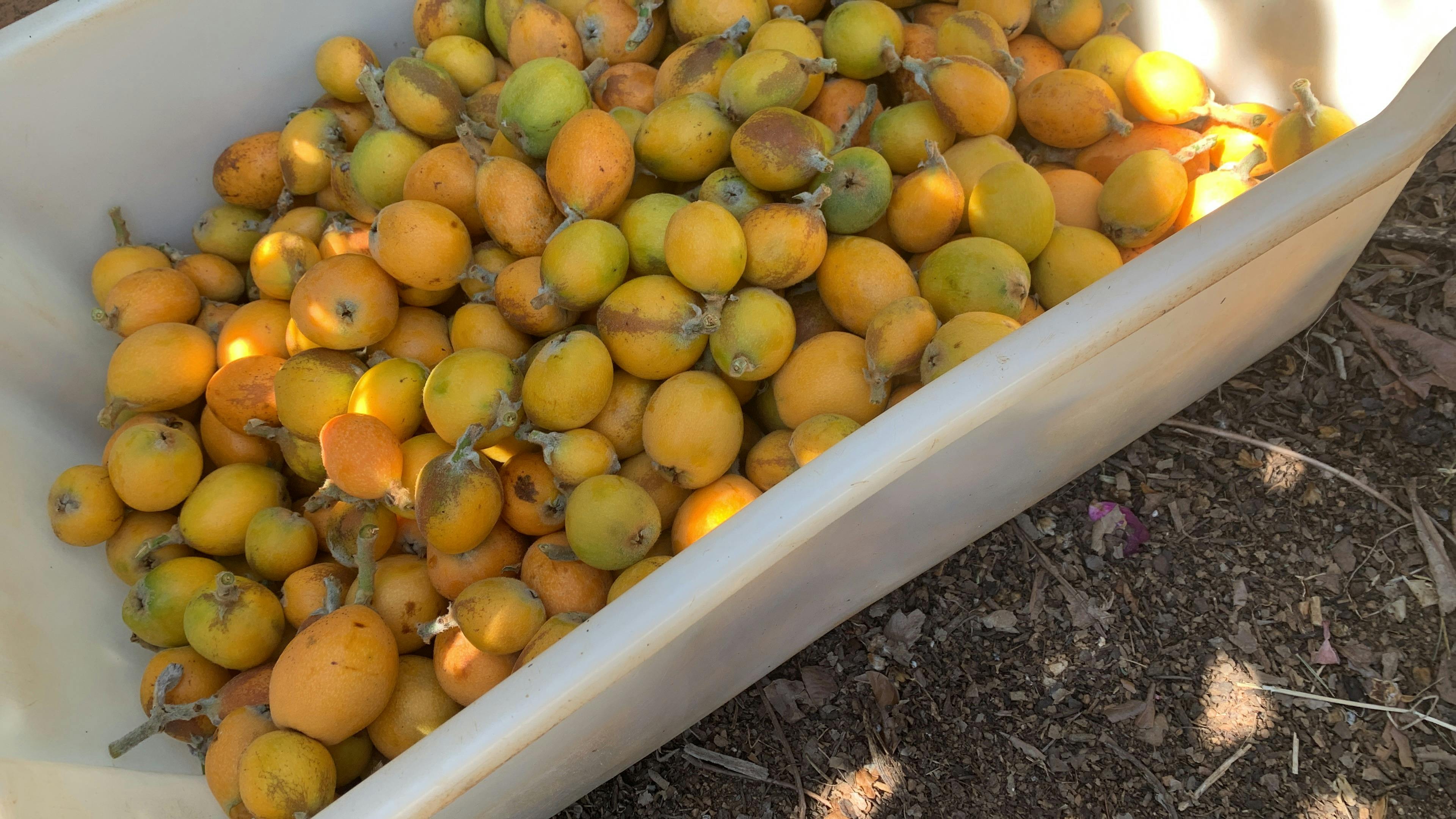 Crate full of yellow fruit.