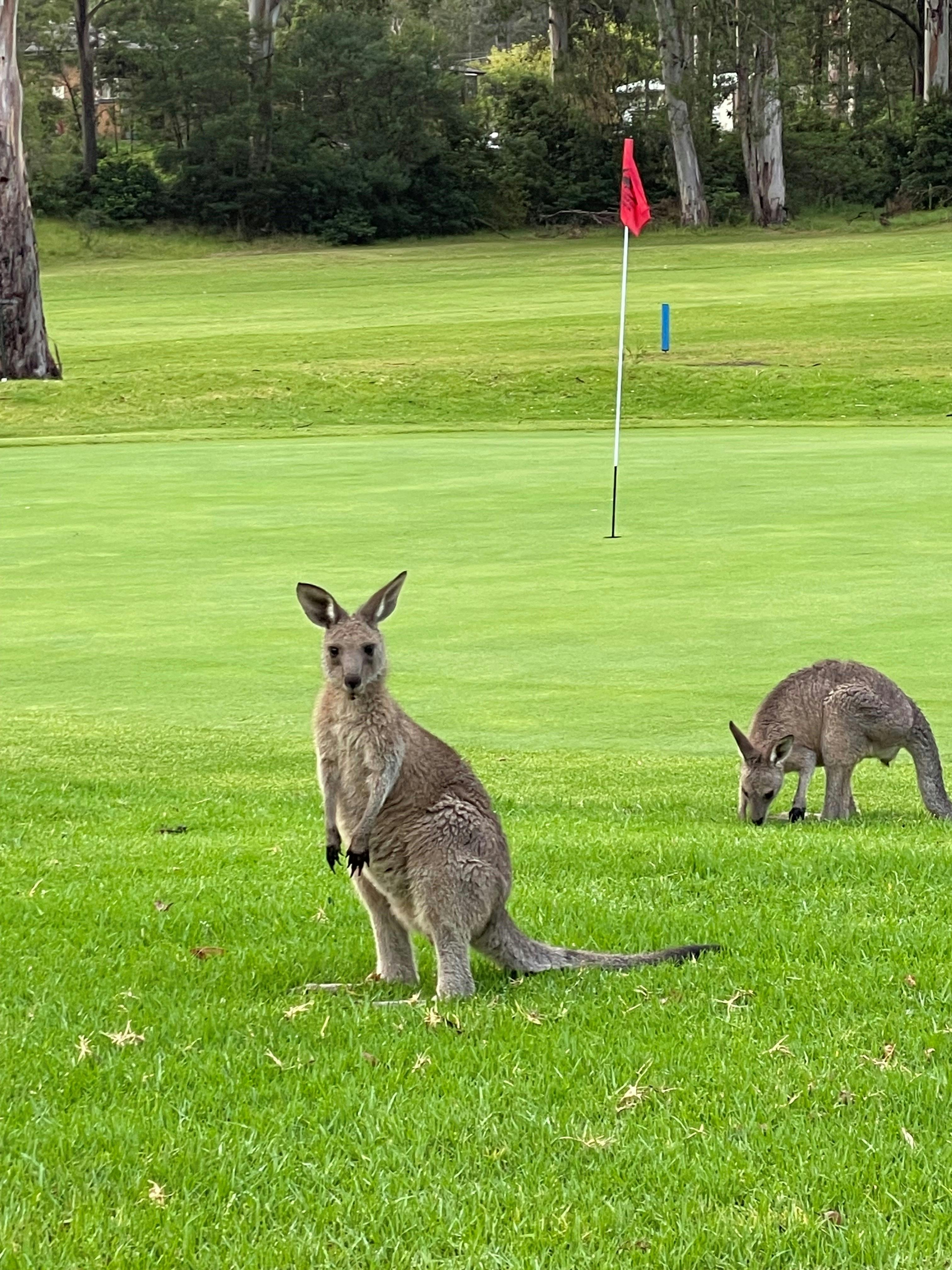 Kangaroos enjoying the Golf Course