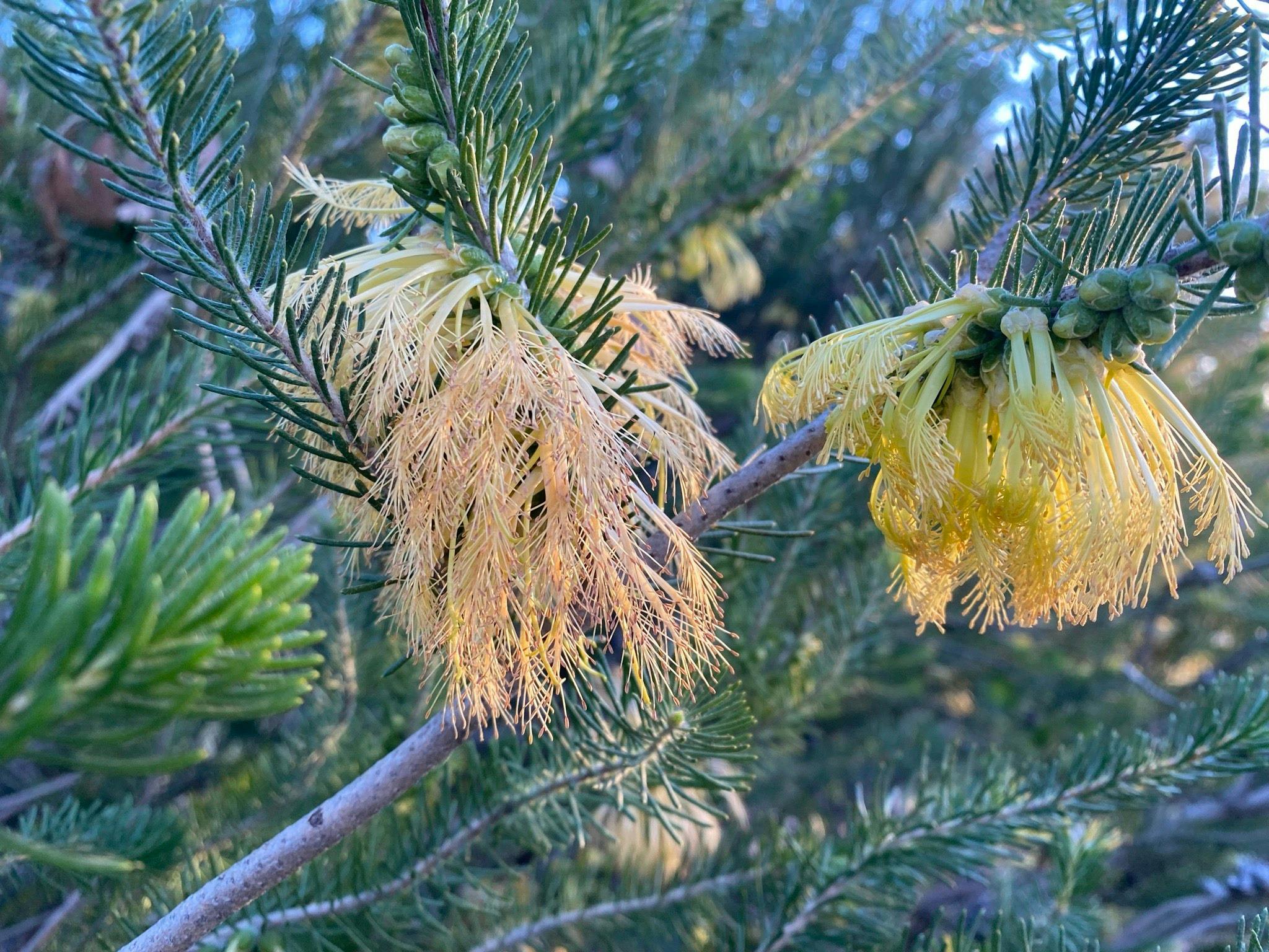 yellow flower on bush