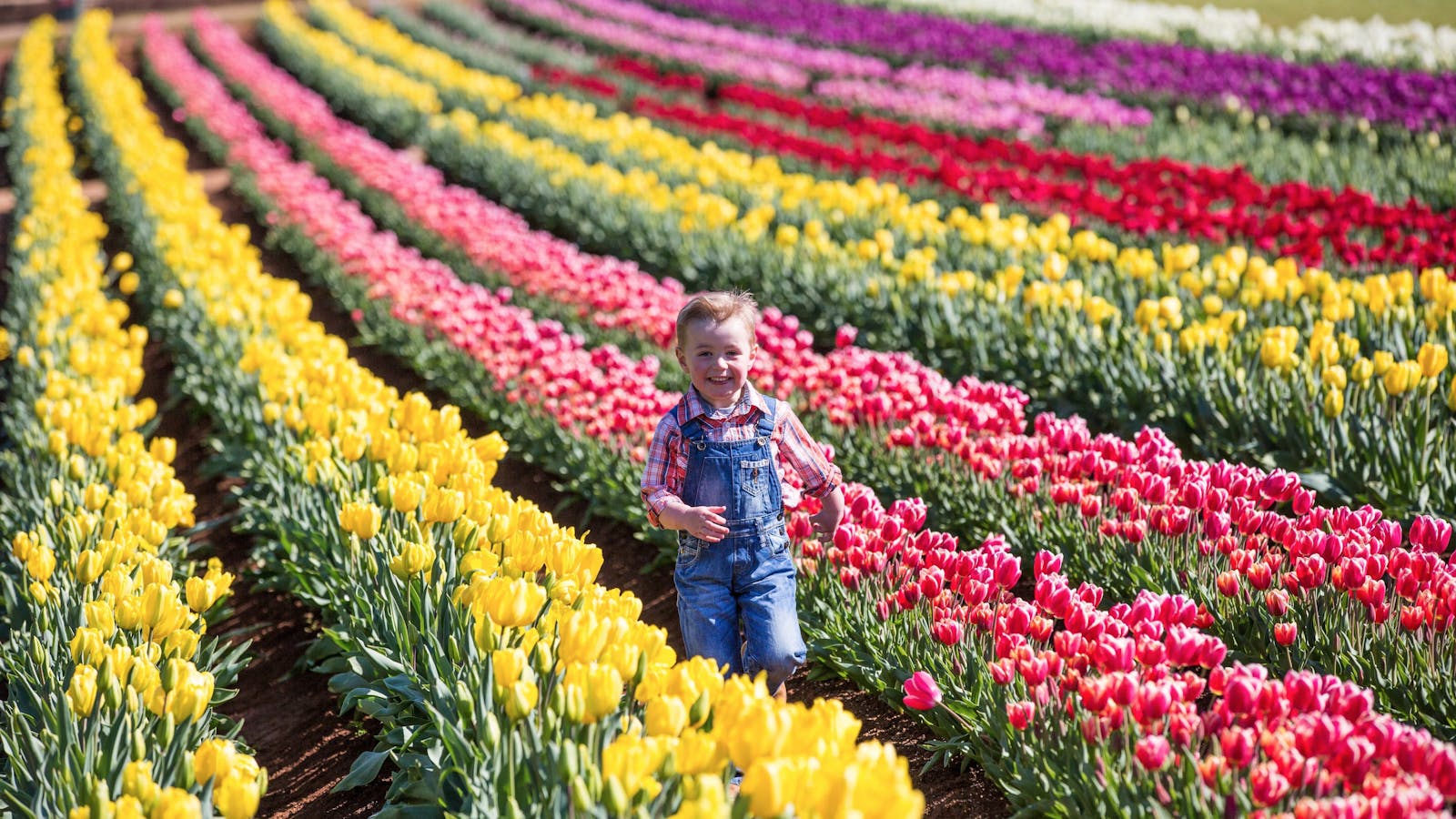 Image for Tesselaar Tulip Festival