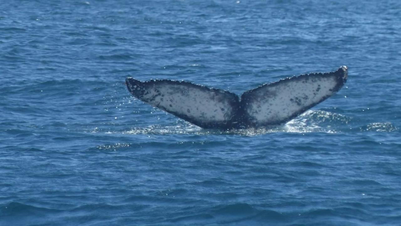 Four Mile Creek - East Coast Whale Trail edit