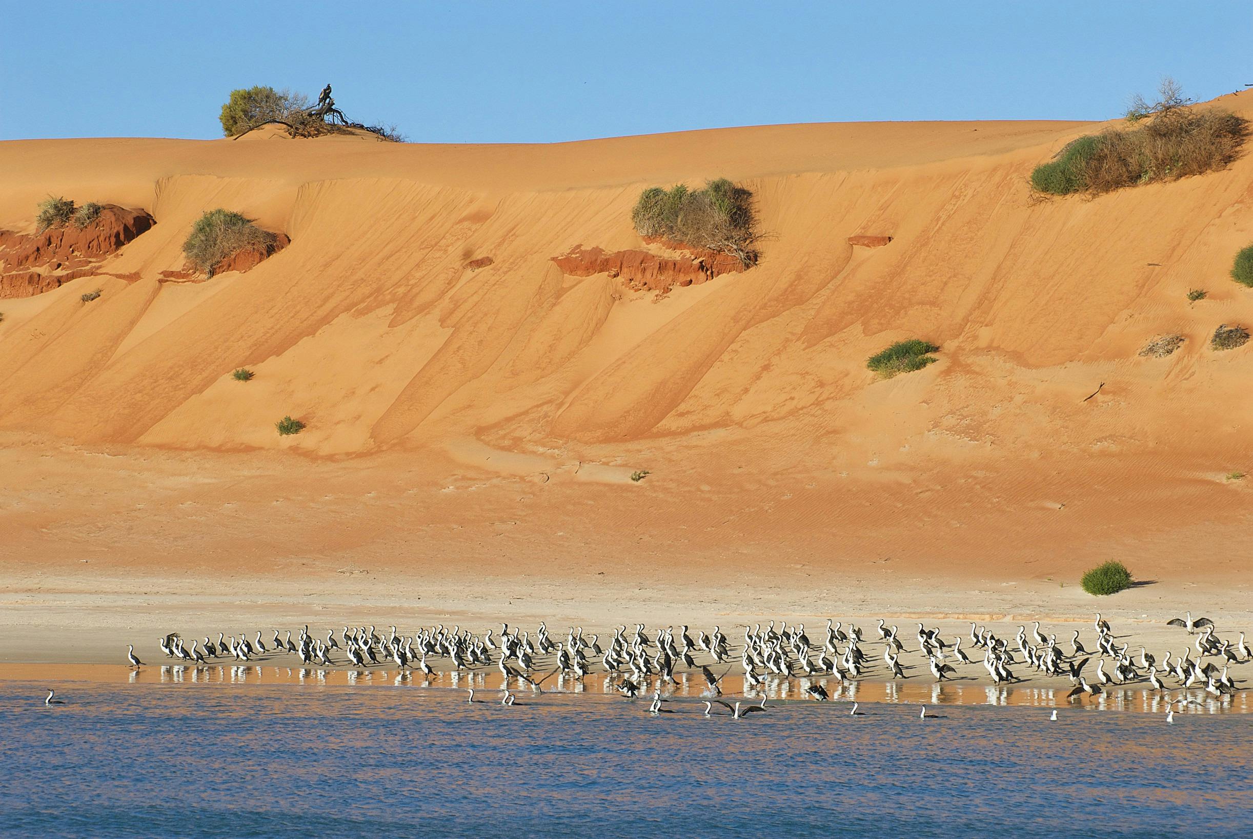 Coral Coast Wildlife, Francois Peron National Park, Western Australia