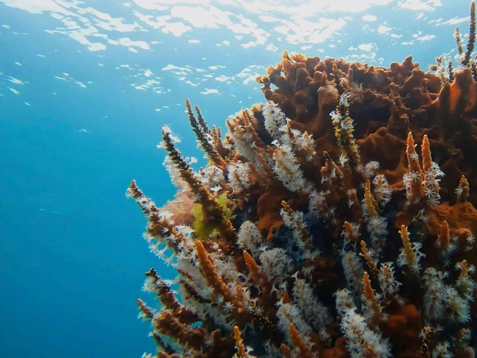 Exmouth Corals