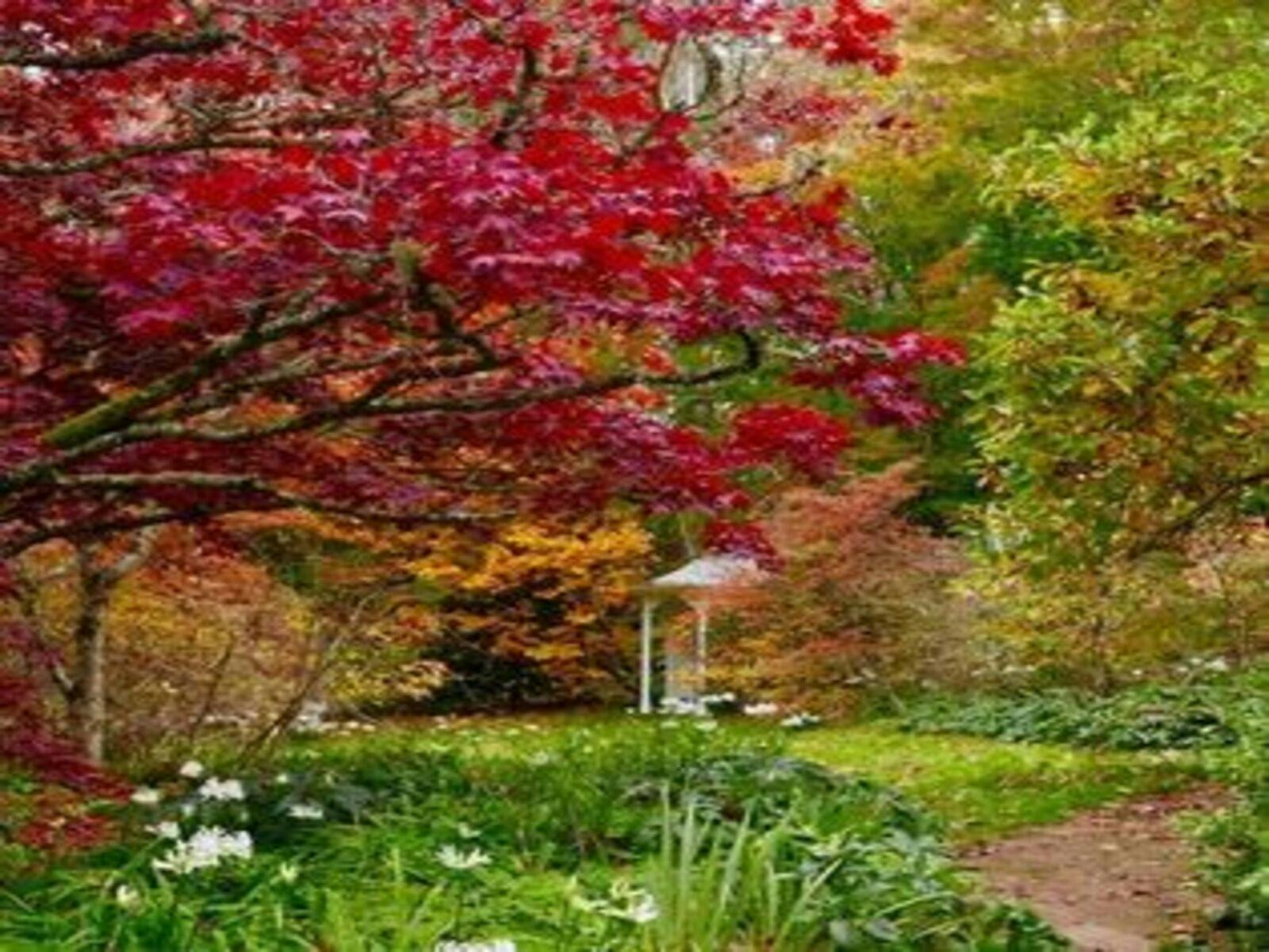 秋季避暑別墅的照片，前景是紅色和橙色的楓葉，草坪