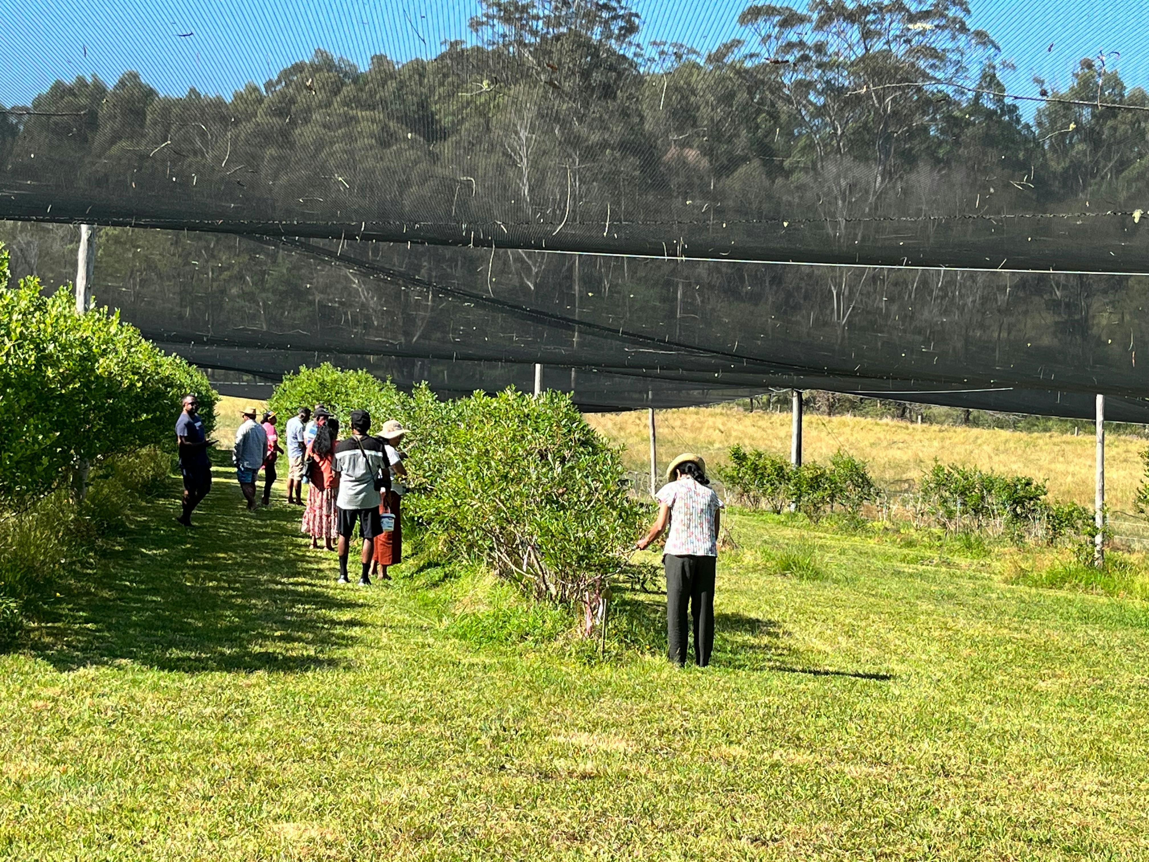 A group tour picking Blueberries at Higgins Creek Farm