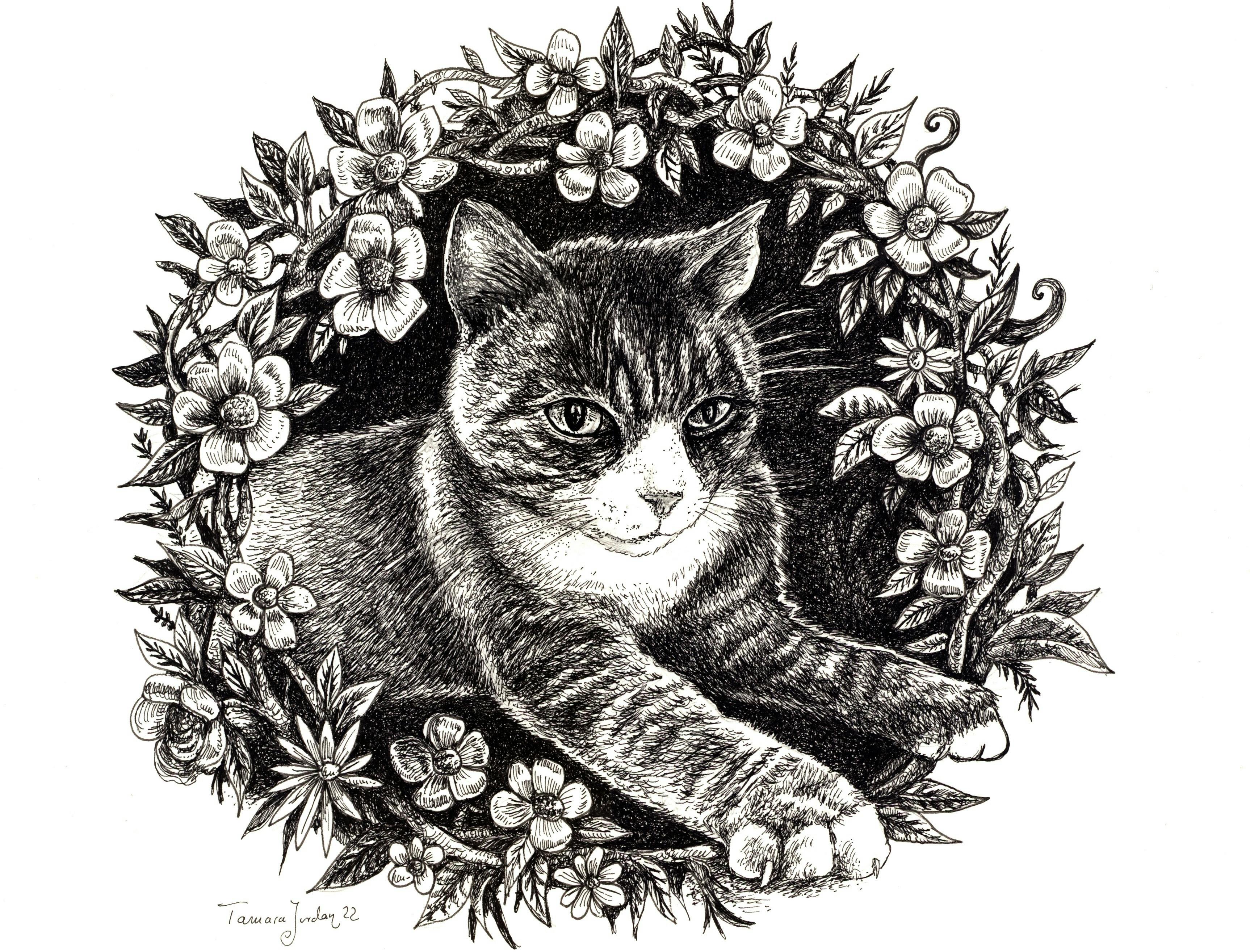 ink drawing cat by Mara Jordan