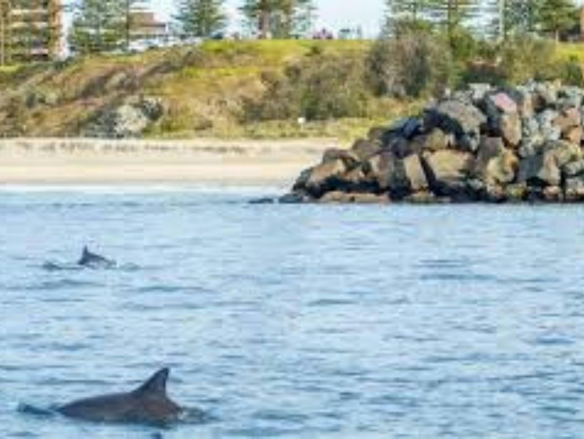 Dolphin Spotting