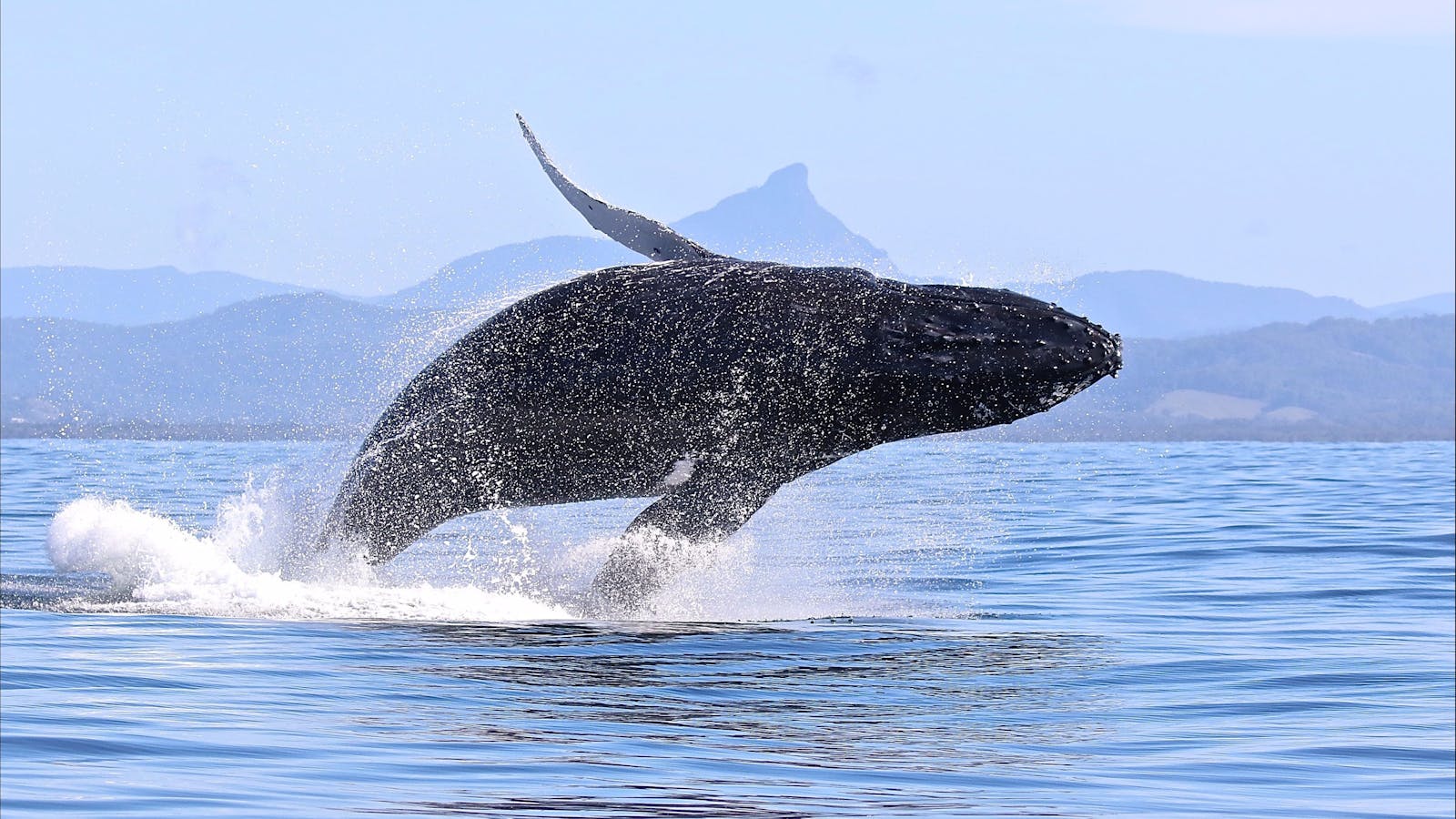 Blue Bay Whale Watching