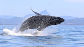 Blue Bay Whale Watching