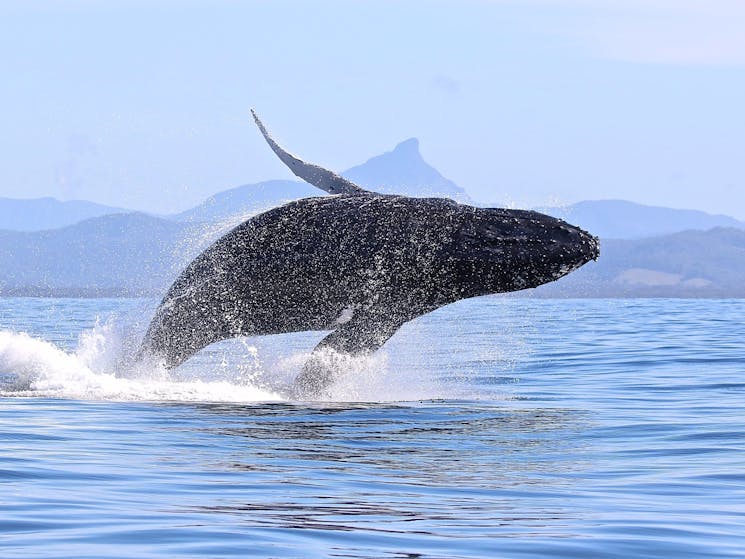 Blue Bay Whale Watching