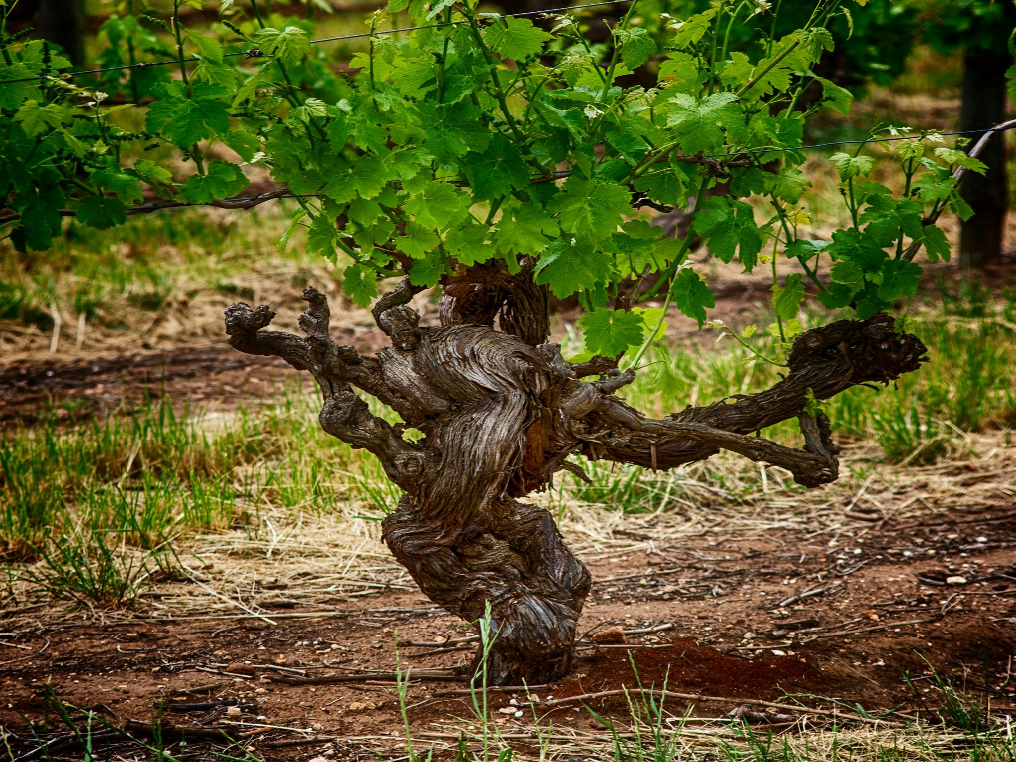 Old Vines, Barossa Valley