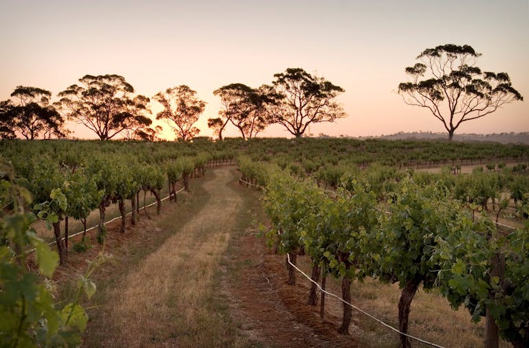 Knappstein Enterprise Winery