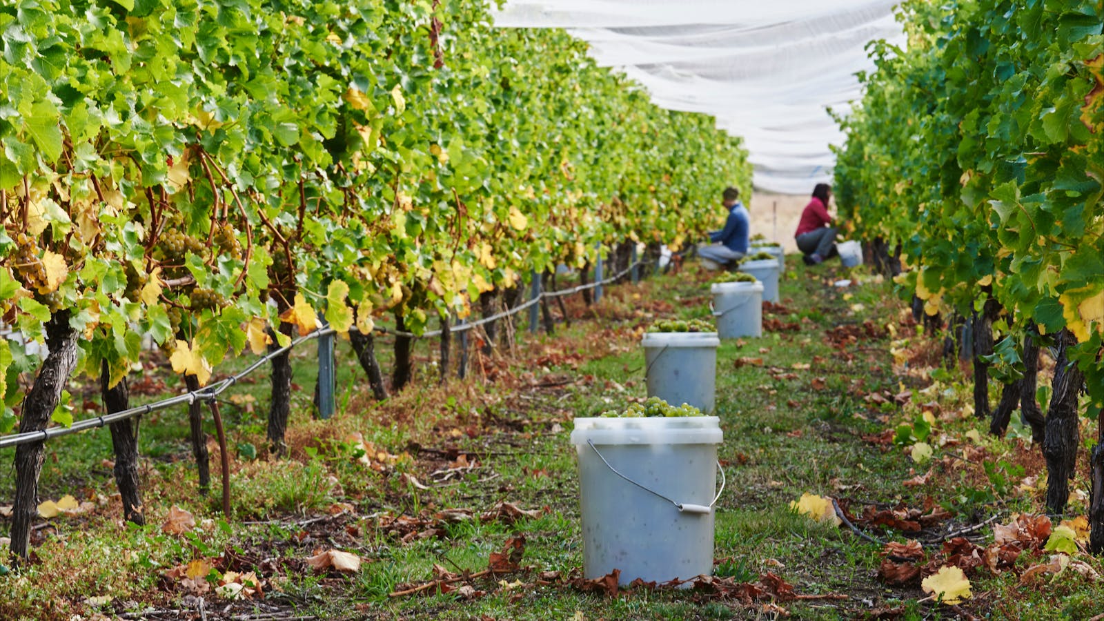 Wobbly Boot Vineyard  - Wine and Vineyard Experiences