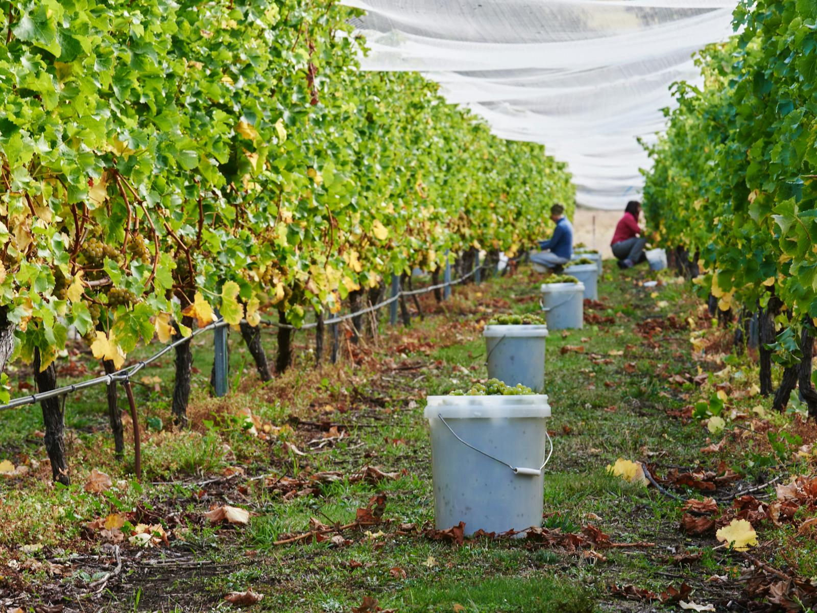 Hands on Vineyard Experiences