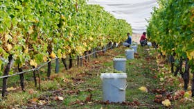 Hands on Vineyard Experiences