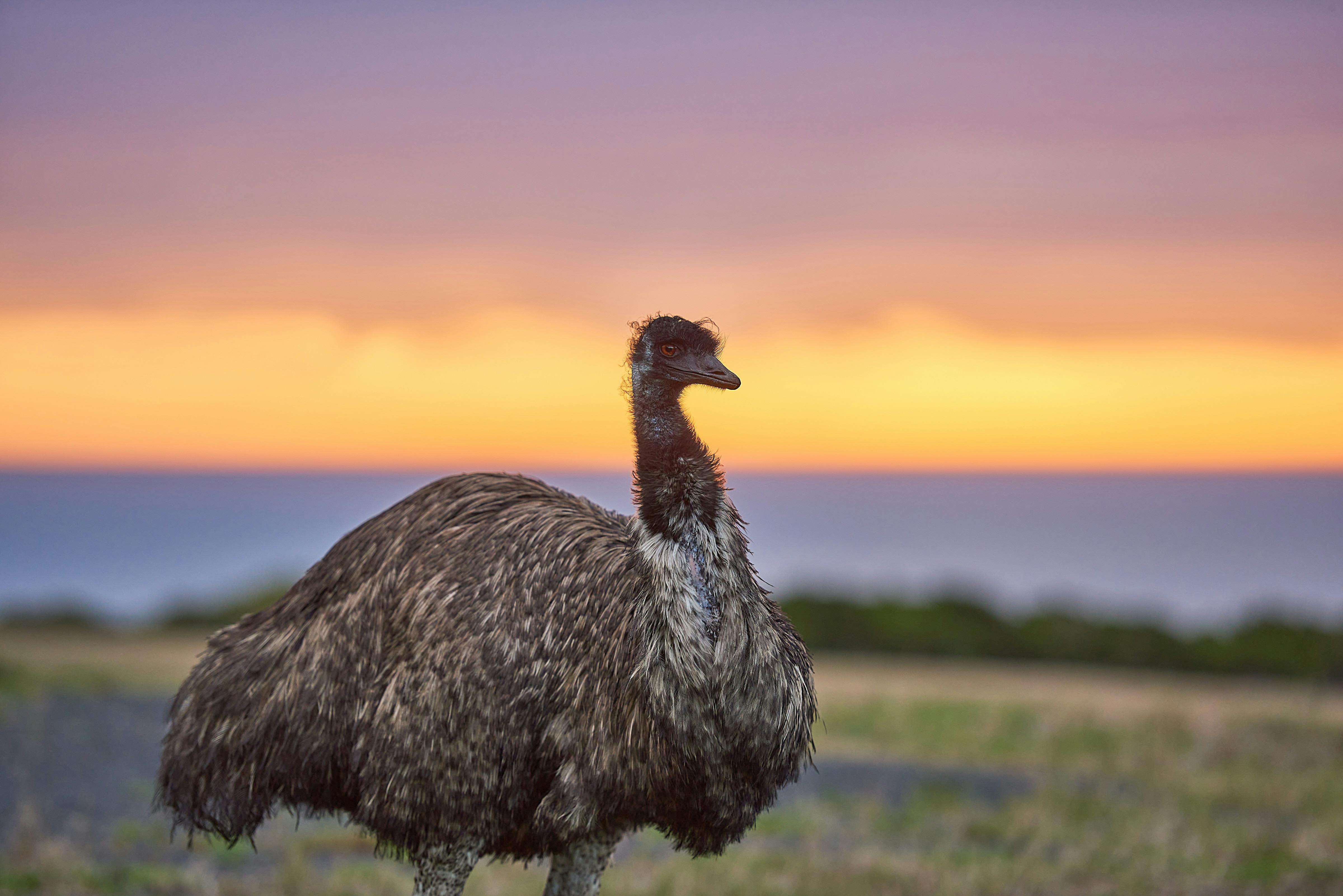 Wildlife Wonders Dawn Discovery Tour