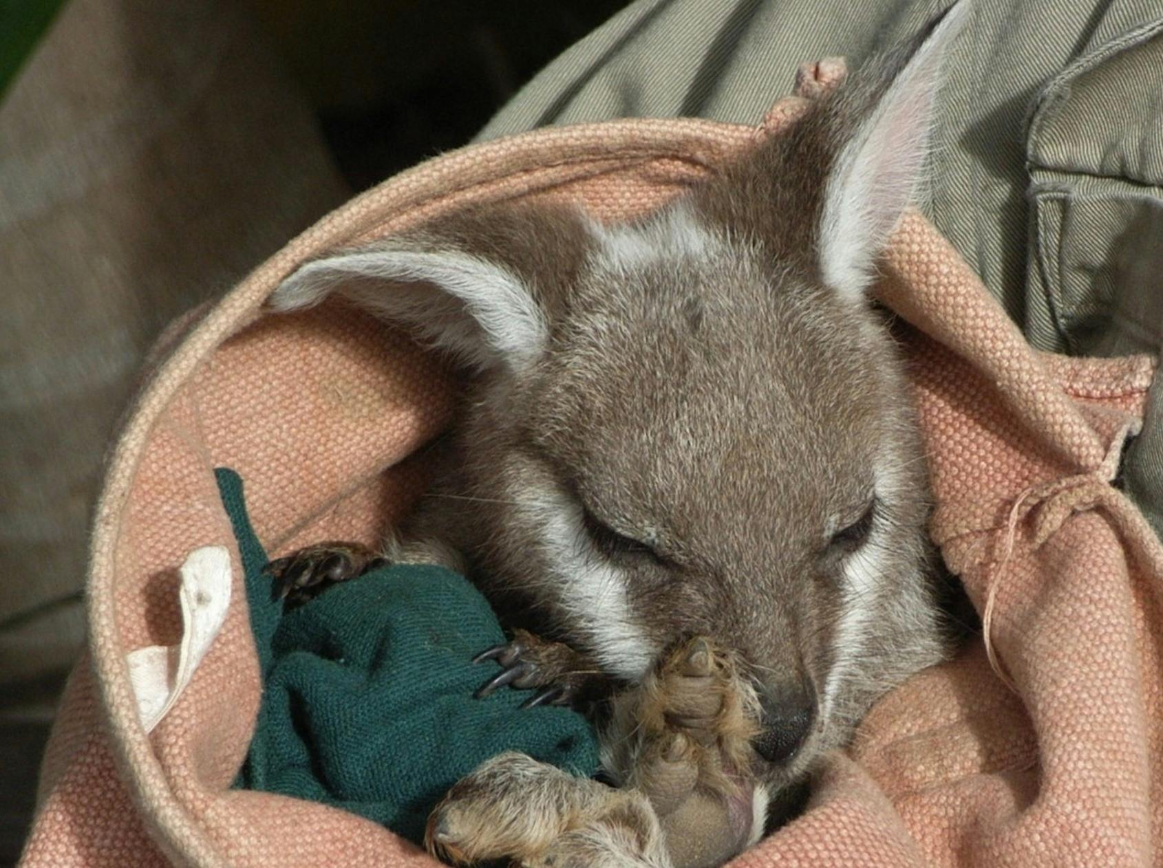 Kanagroo encounter at Featherdale Wildlife Park
