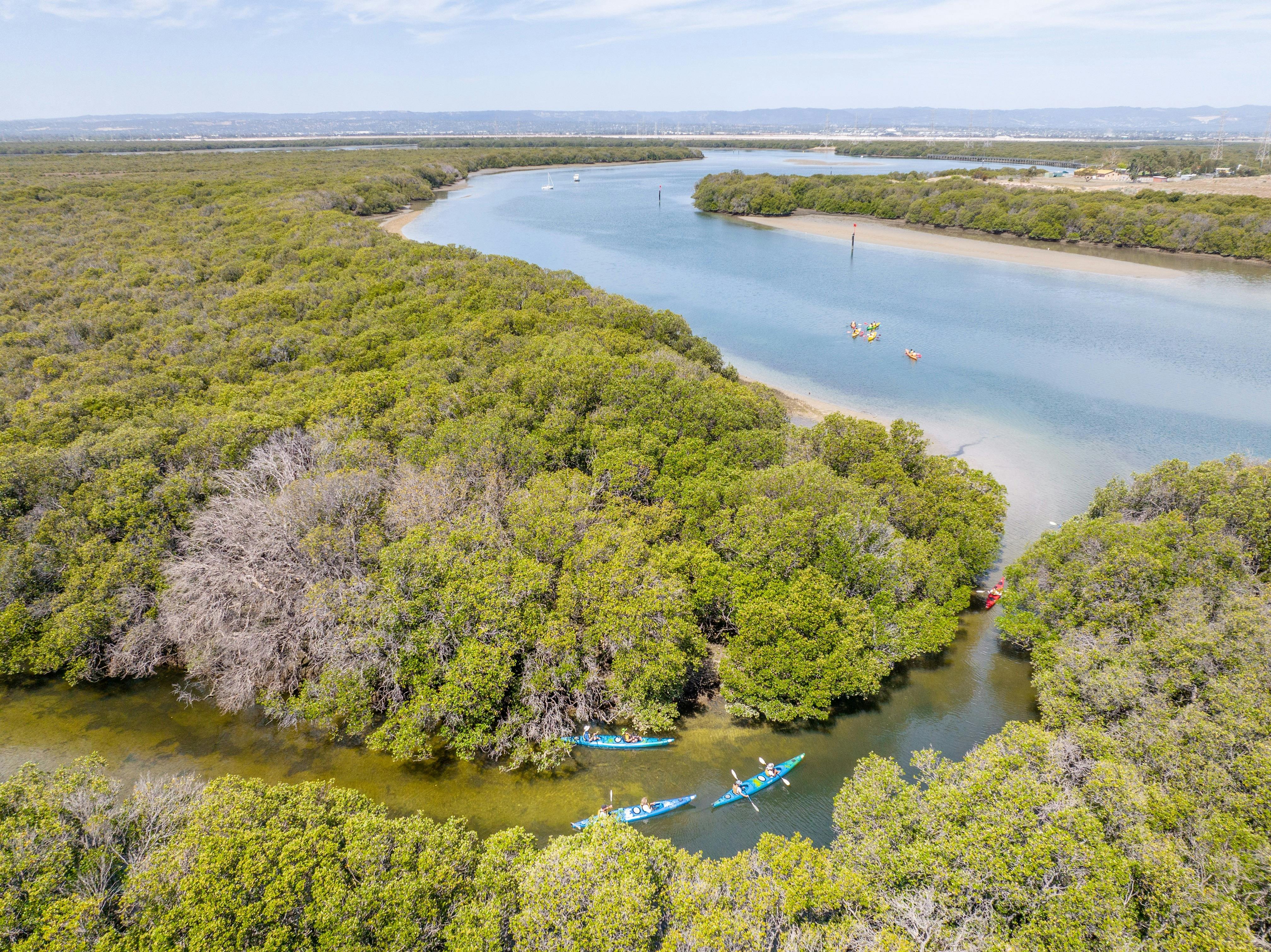 Adelaide Dolphin Sanctuary and Mangroves