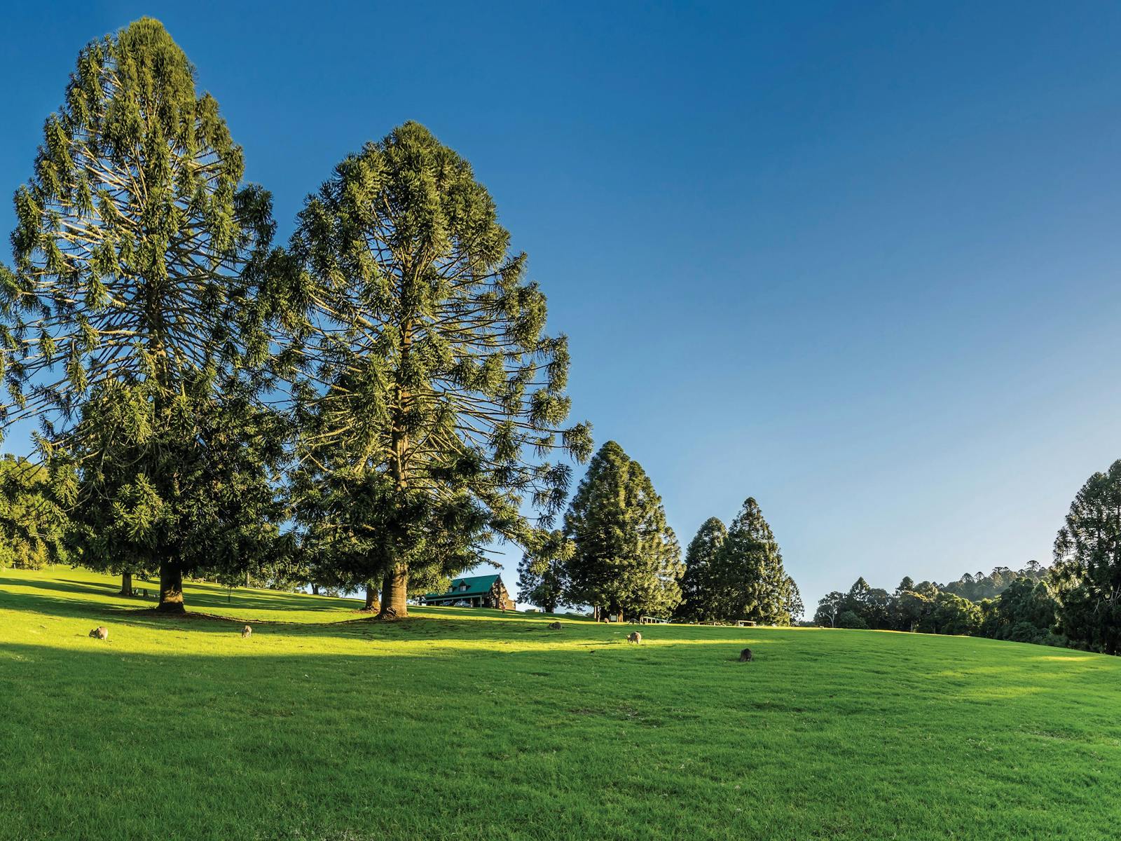 Bunya Mountains National Park