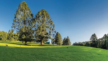 Tall bunya pines, in open grassy area, Bunya Mountains.