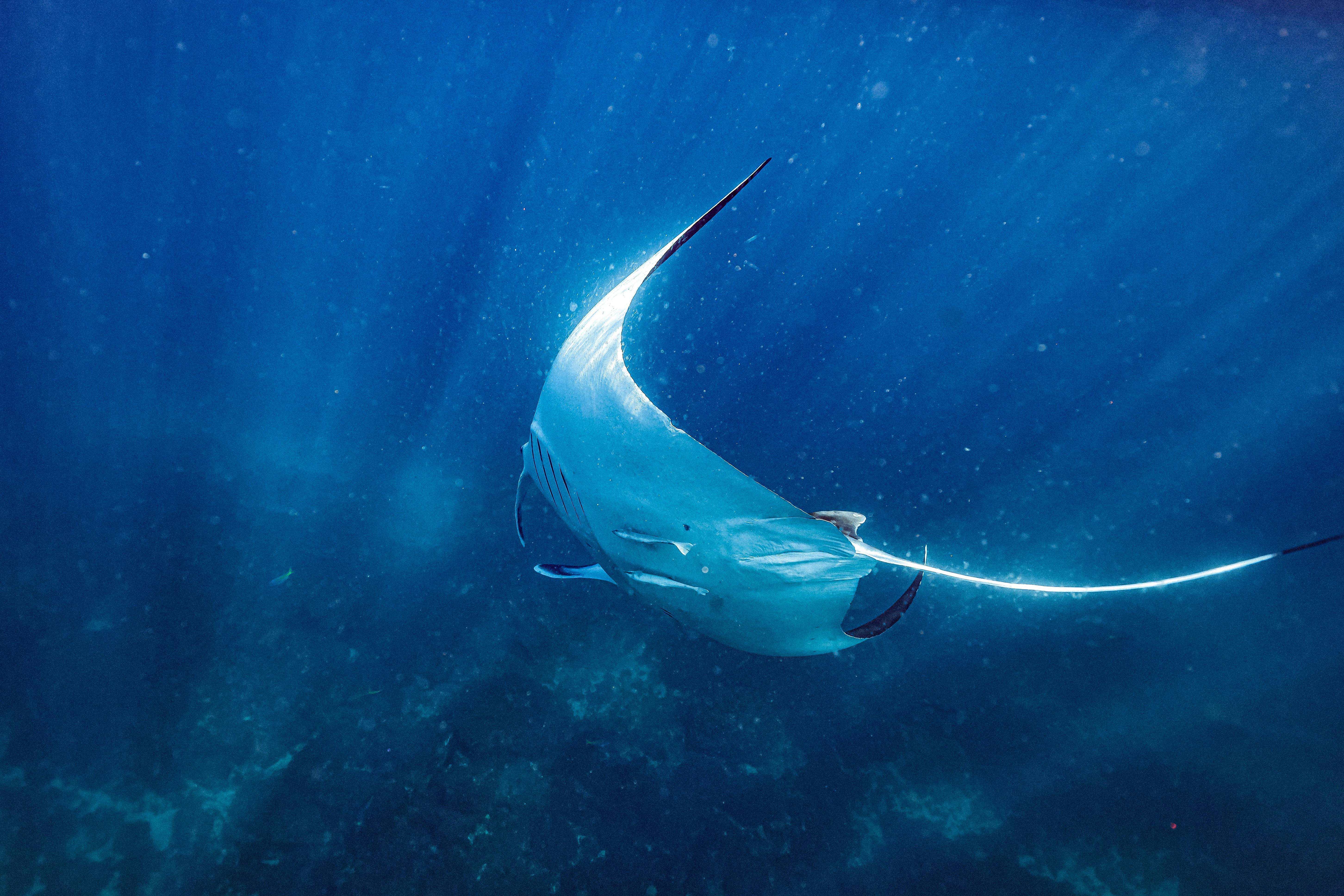 Wild Byron Sea Safaris