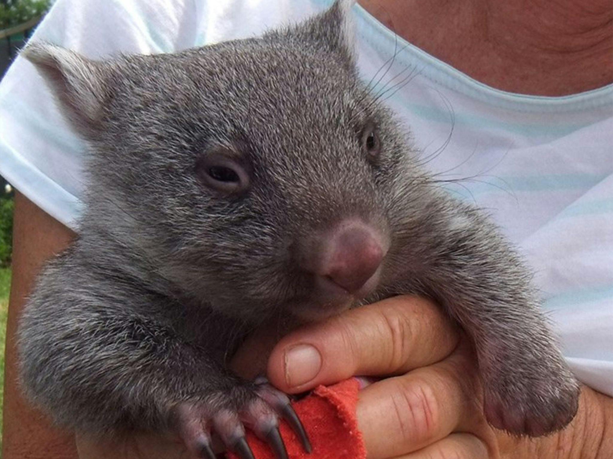 Wombat